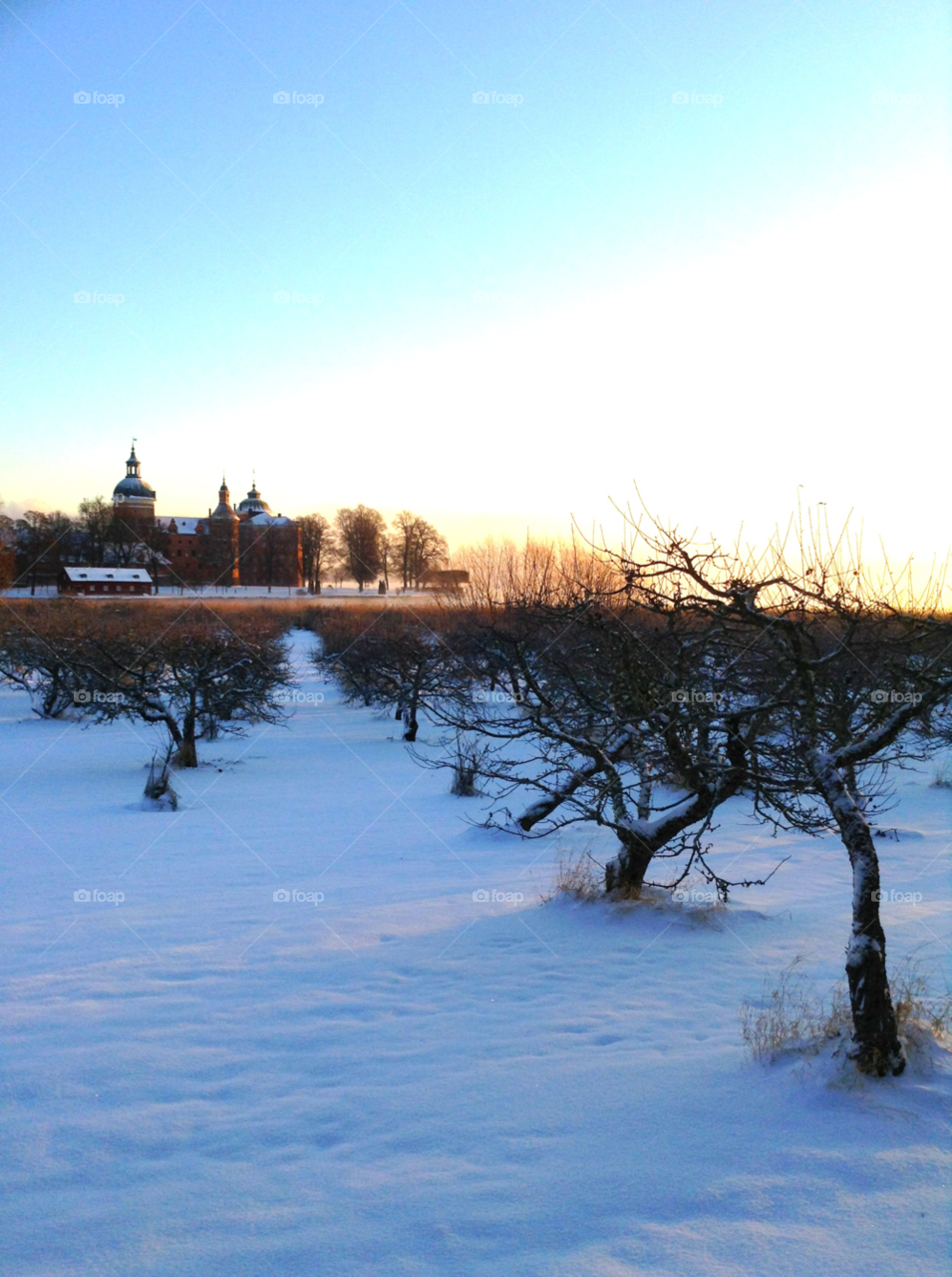 snow winter sweden tree by tert