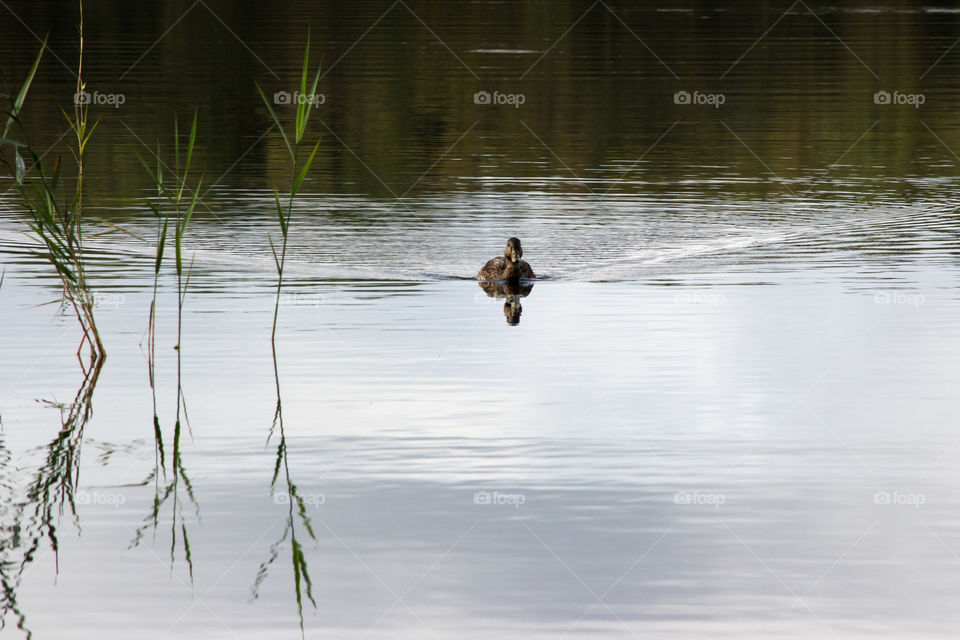 Autumn, Mallard duck swimming in the lake - höst , and simmar i sjö 