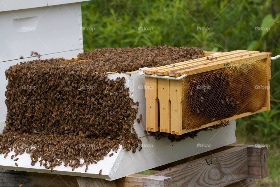 Bearding honeybees
