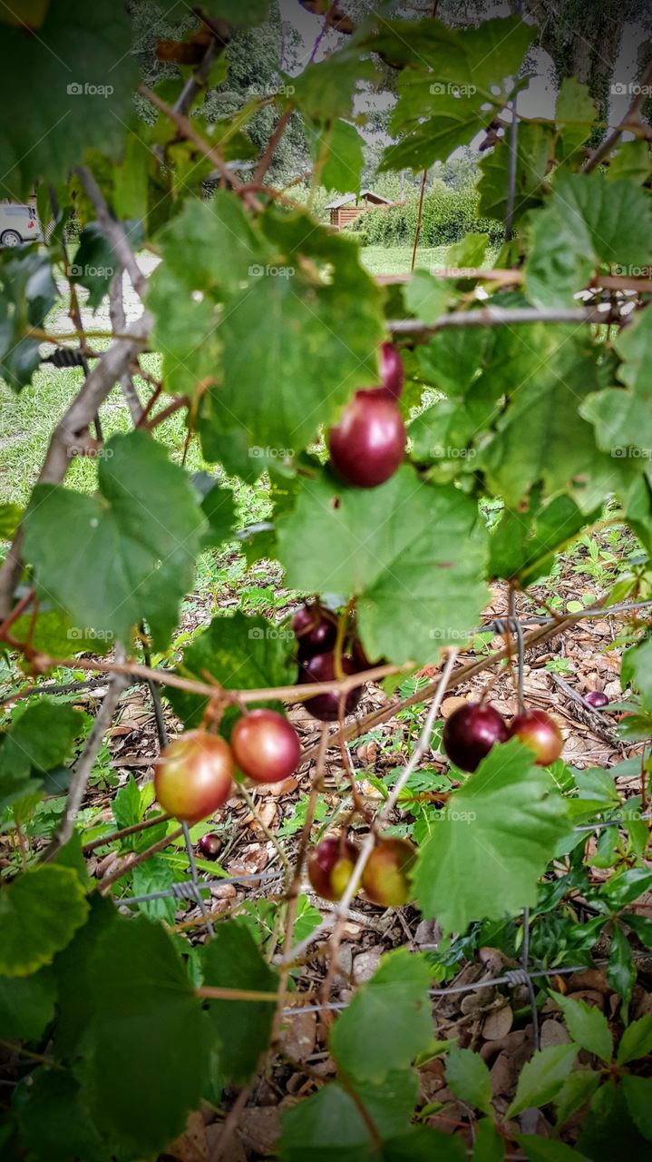 Grapes in the garden