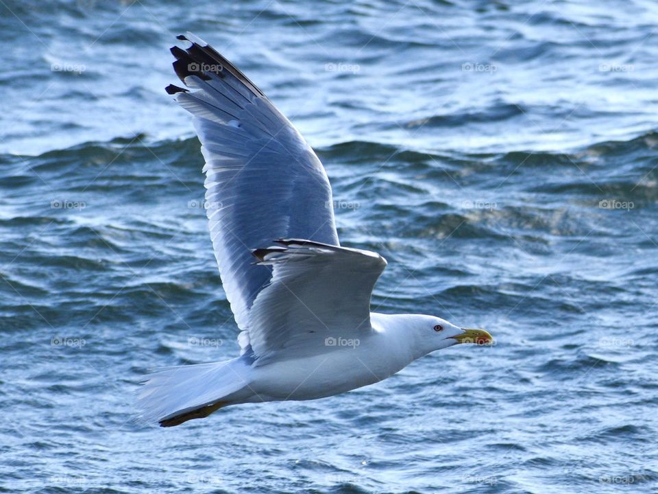 Seagull