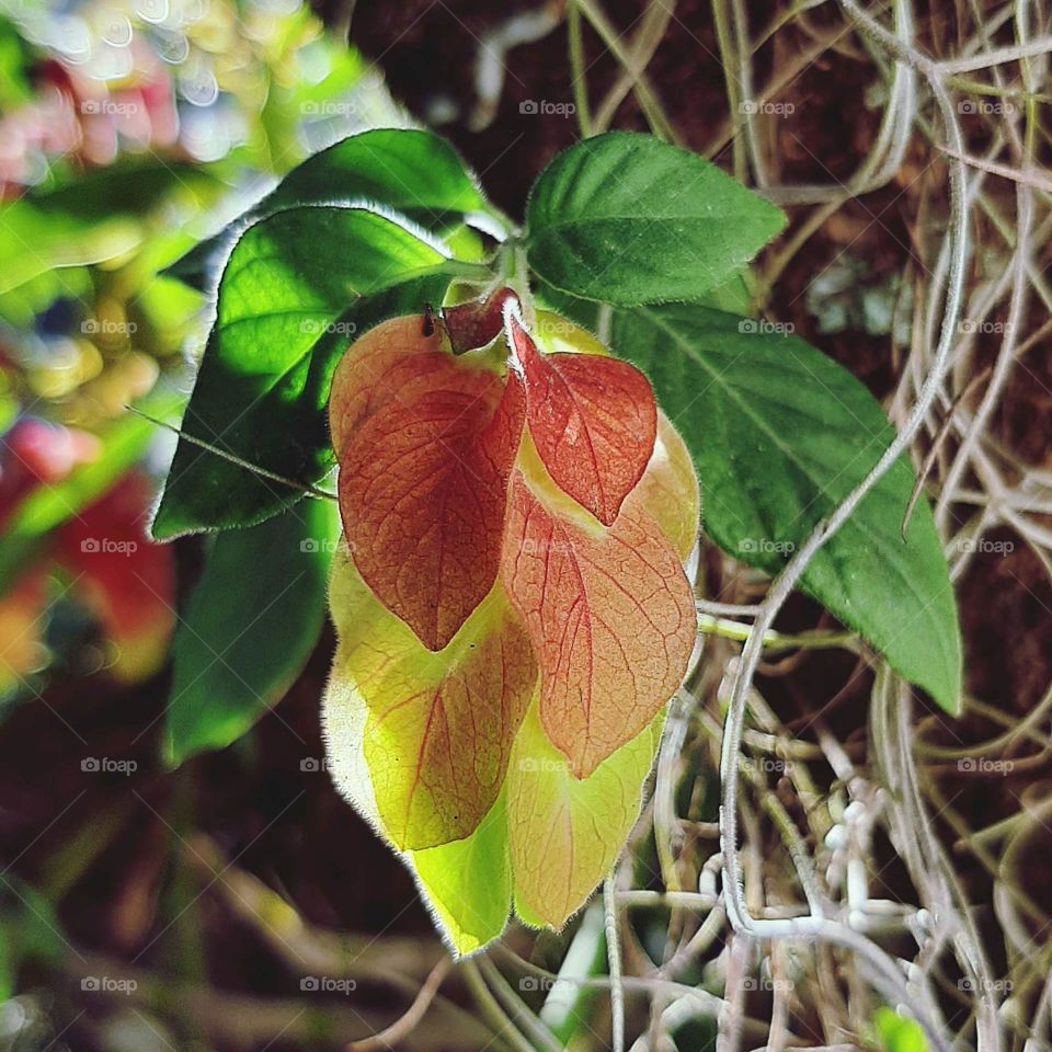 Justicia brandegeeana flower