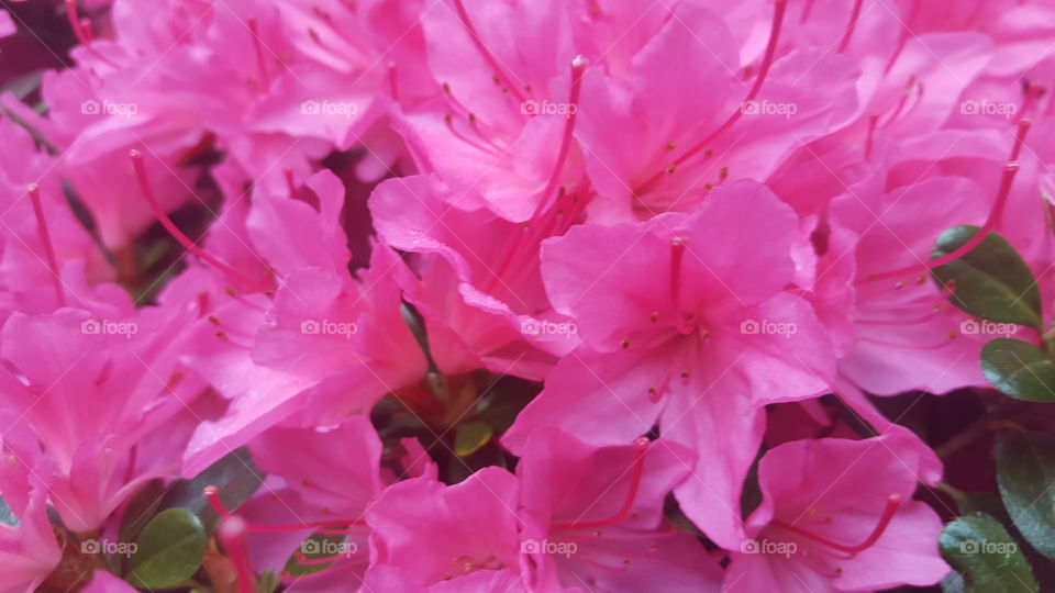 pink rodedendrons
