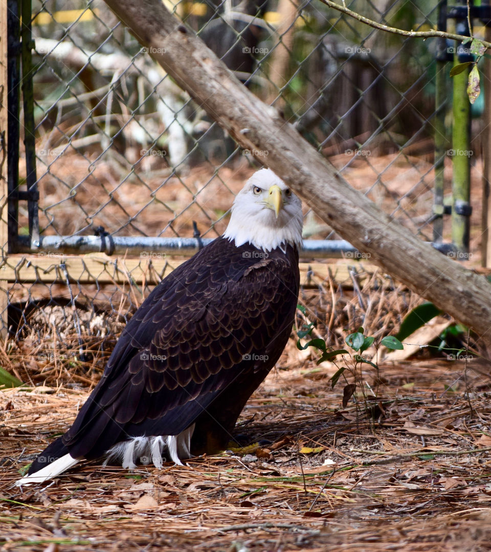 Bird looking at camera