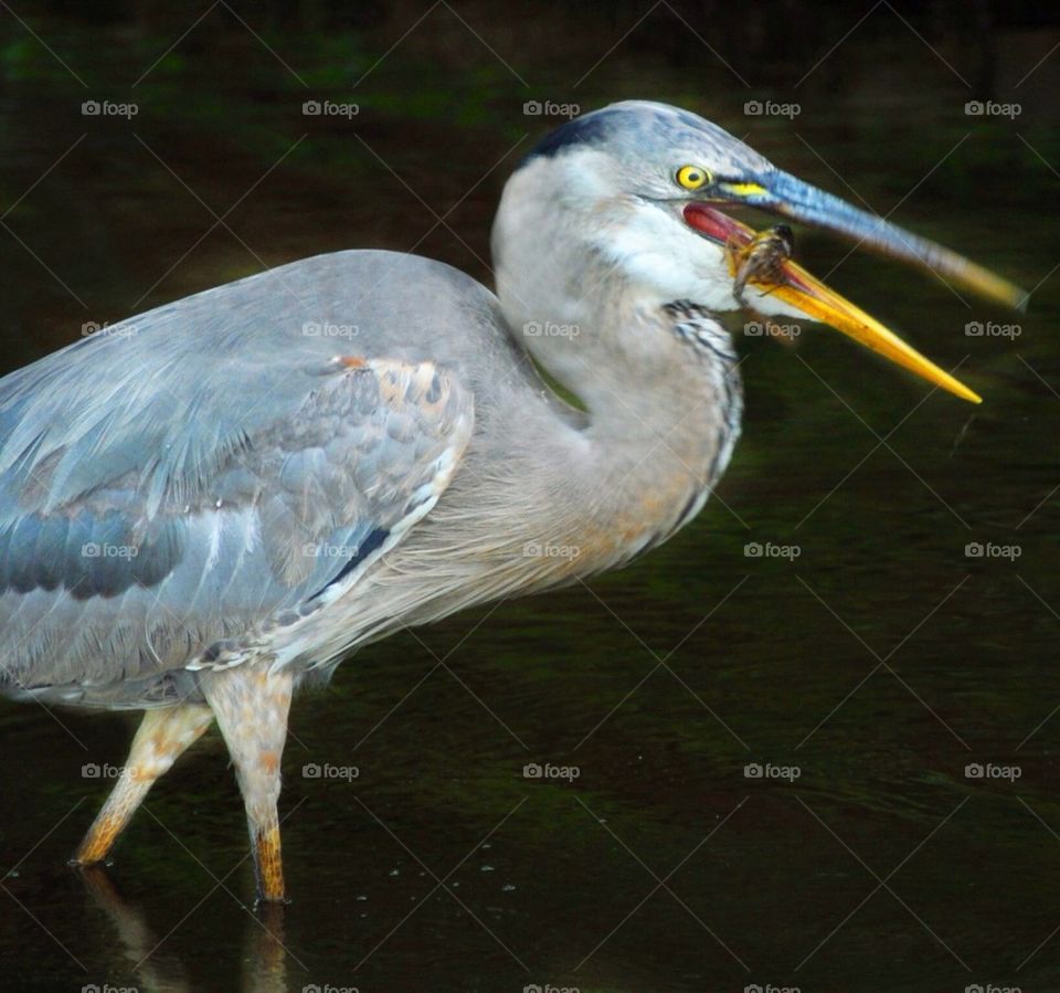 Munches Buncha mud bugs