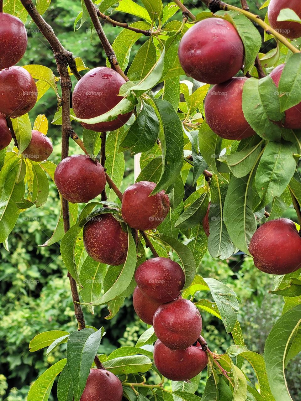 complementary colors