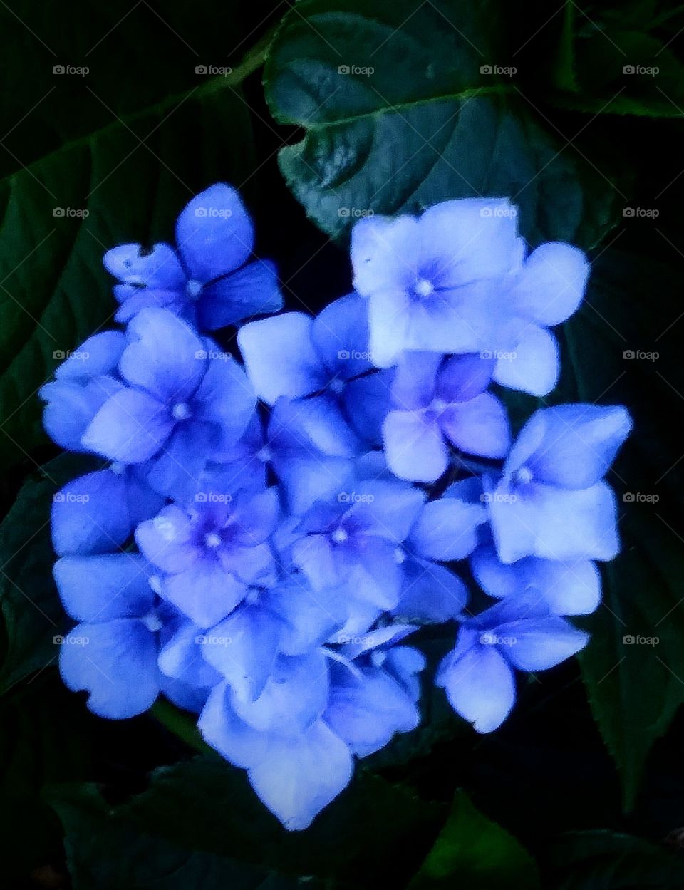 Hydrangea blossoms so blue they almost glow.