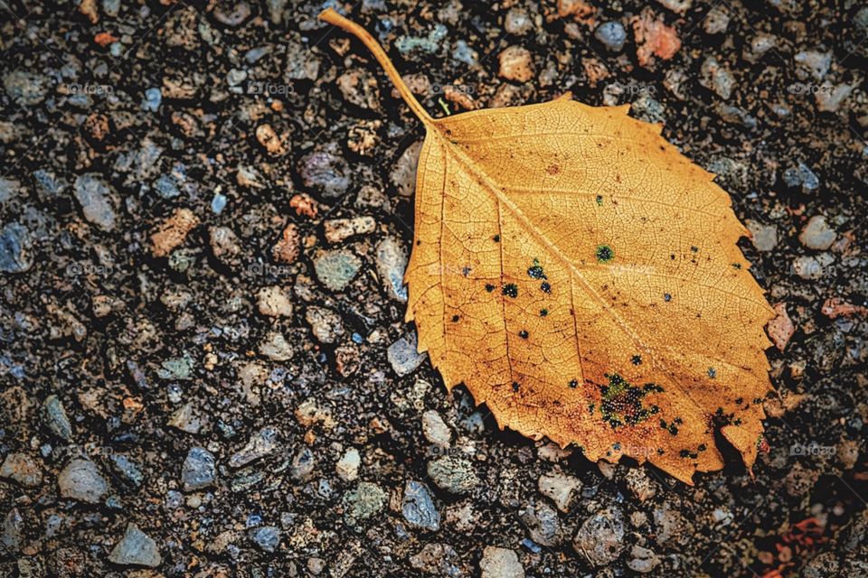 Golden Leaf On The Pavement, Fallen Leaves, First Signs Of Fall, Fall Love, Leaves Change Color, Yellow Leaves Of Fall, Ending Of Summer 