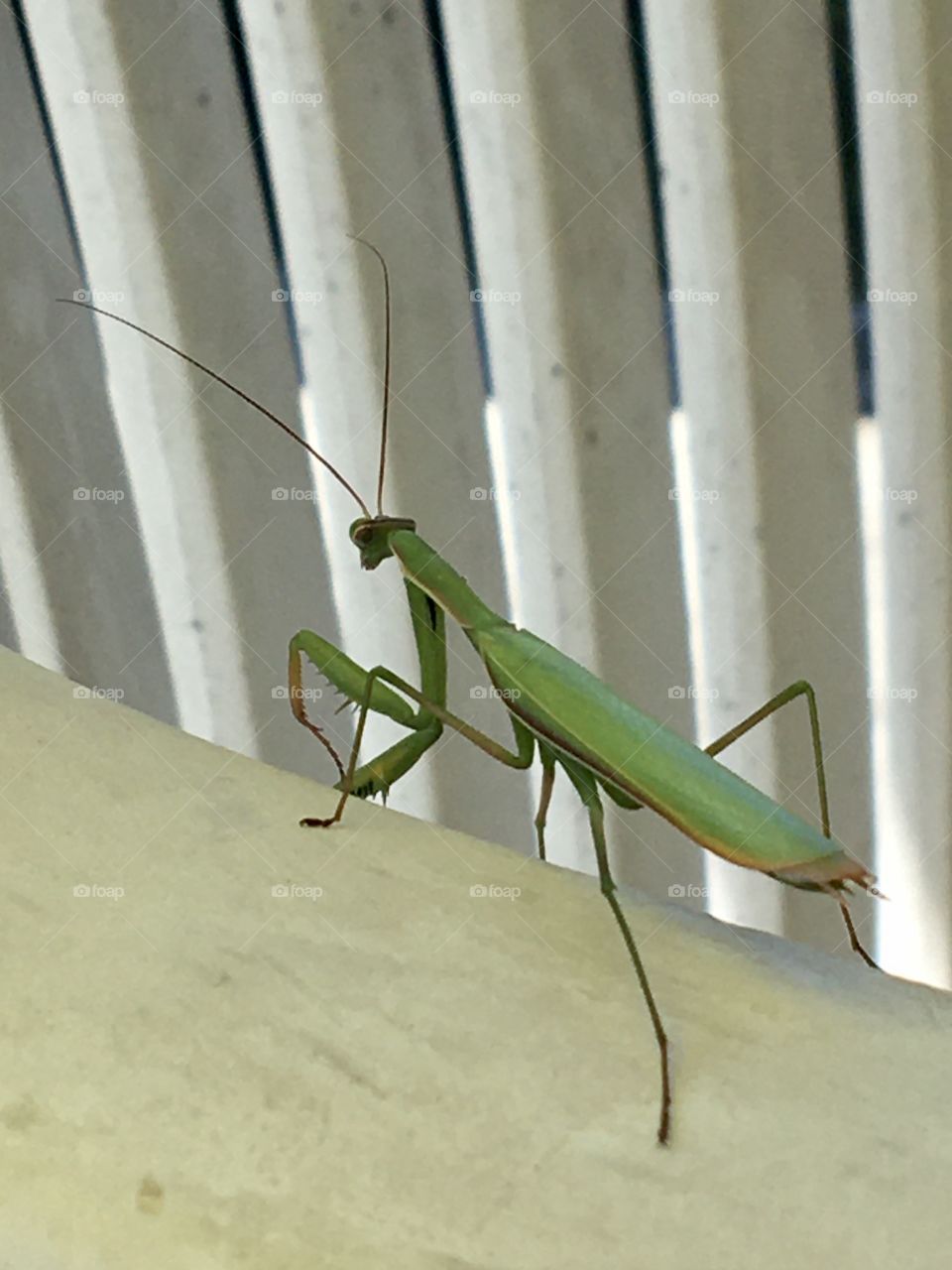Praying mantis on a garden chair 