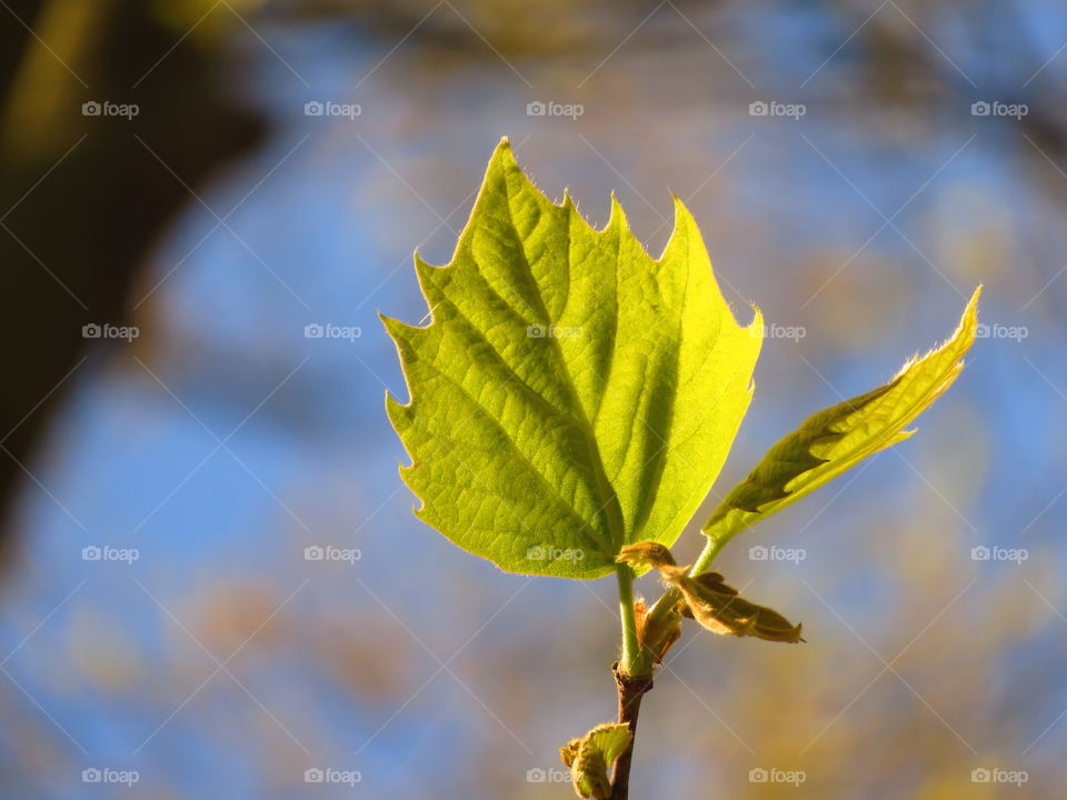 young leaf