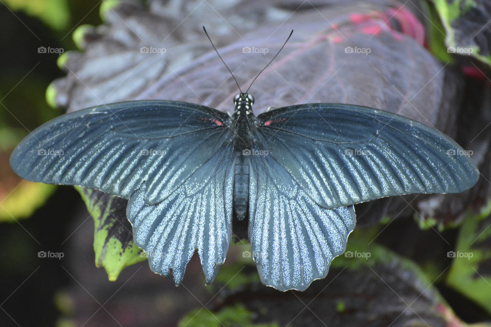 Butterfly in sanctuary