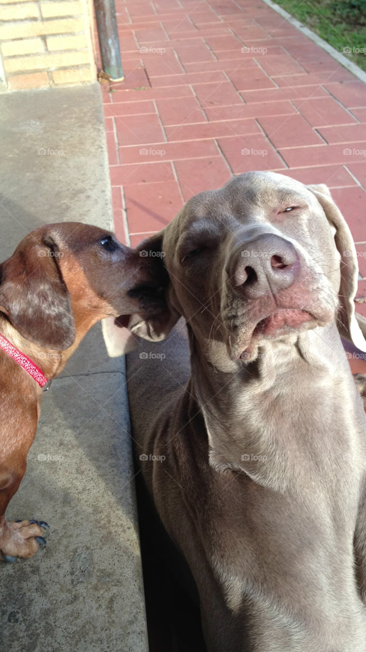 Weimaraner and Dachshund