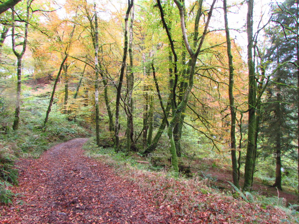 Scenics view of footpath in forest