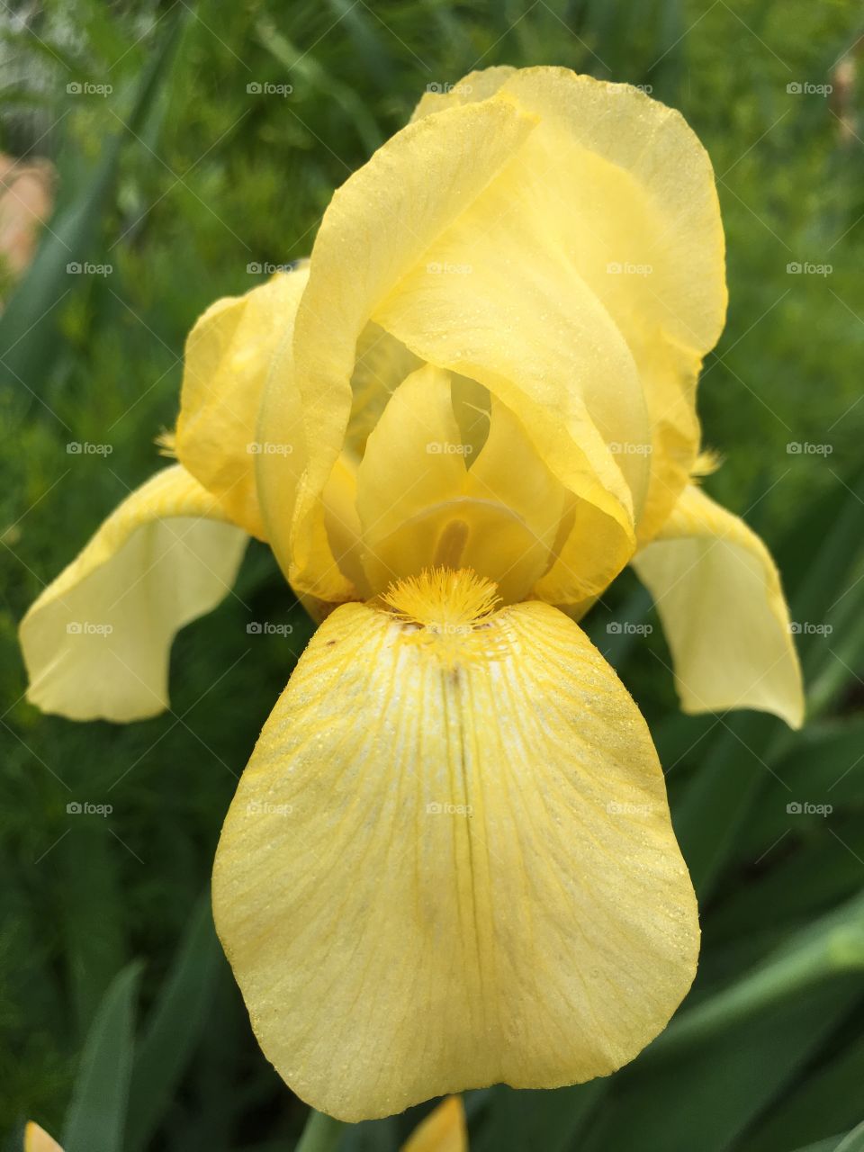 Yellow iris 