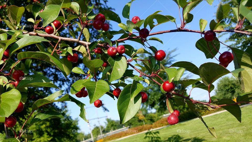 berries growing on a tree in summer