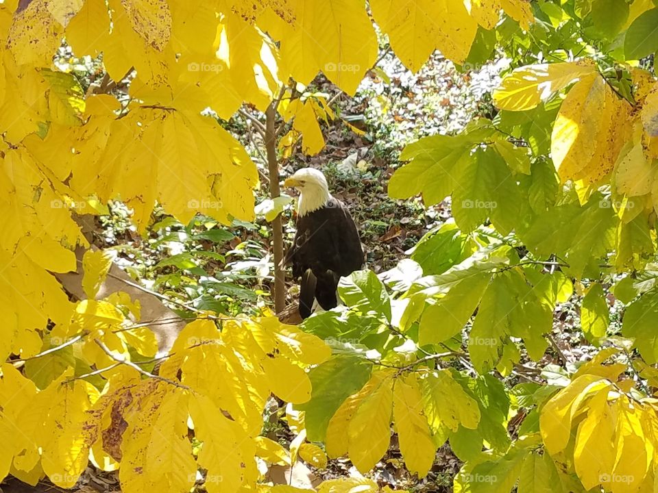 Eagle in Fall
