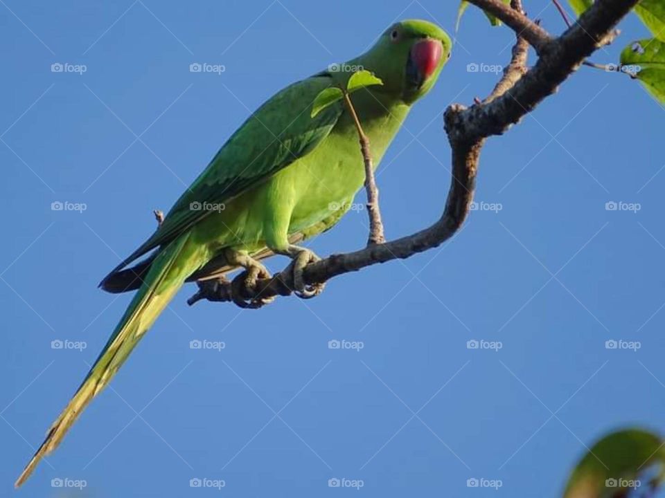 Birds in the jungle # for birds lovers