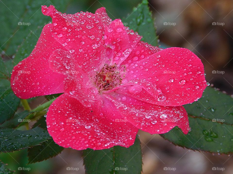 A delicate pink rose with raindrops - As one of the most enduring symbols for love and appreciation, it’s no surprise that roses are among the most admired and evocative of flowers.