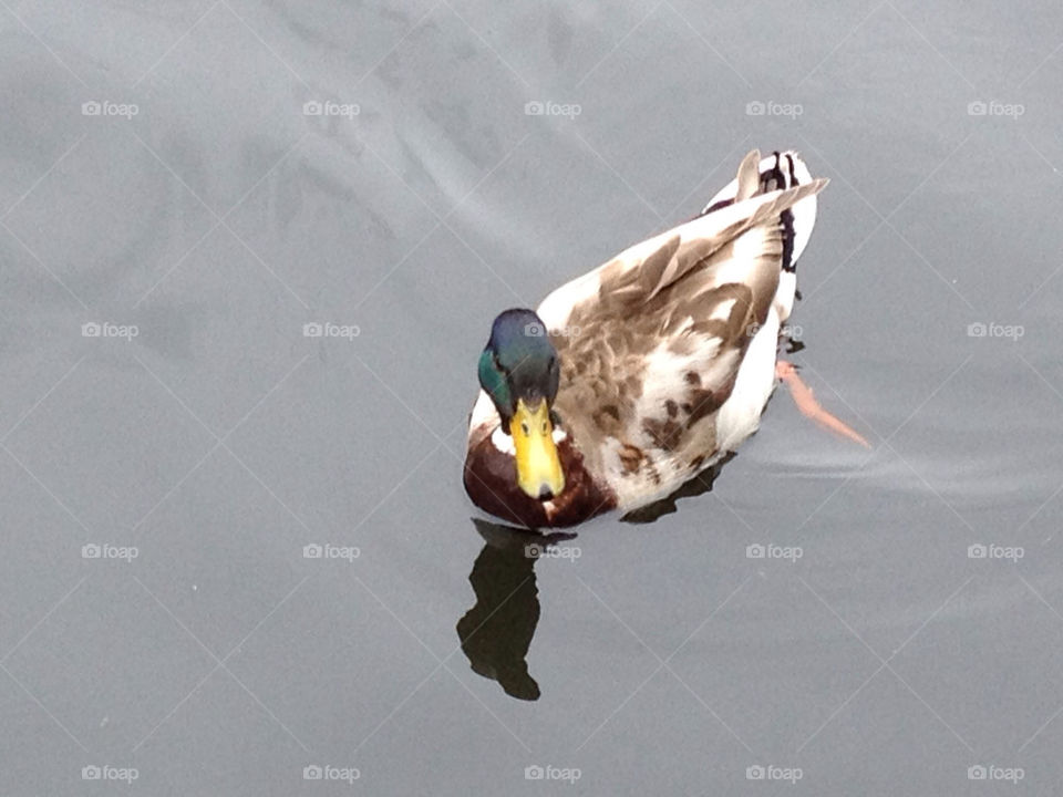 united kingdom water bird swim by raghavmodi
