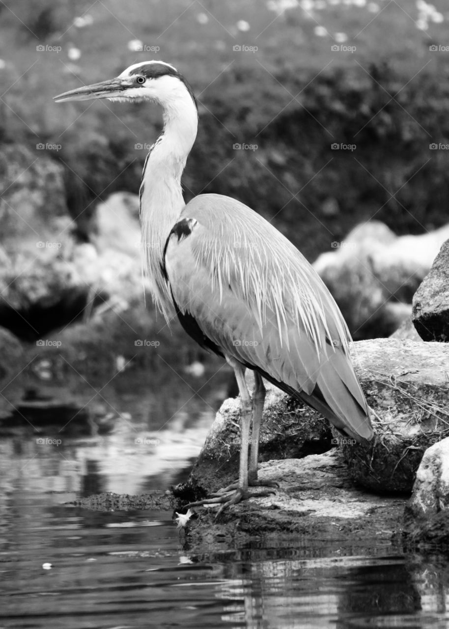 Gray heron