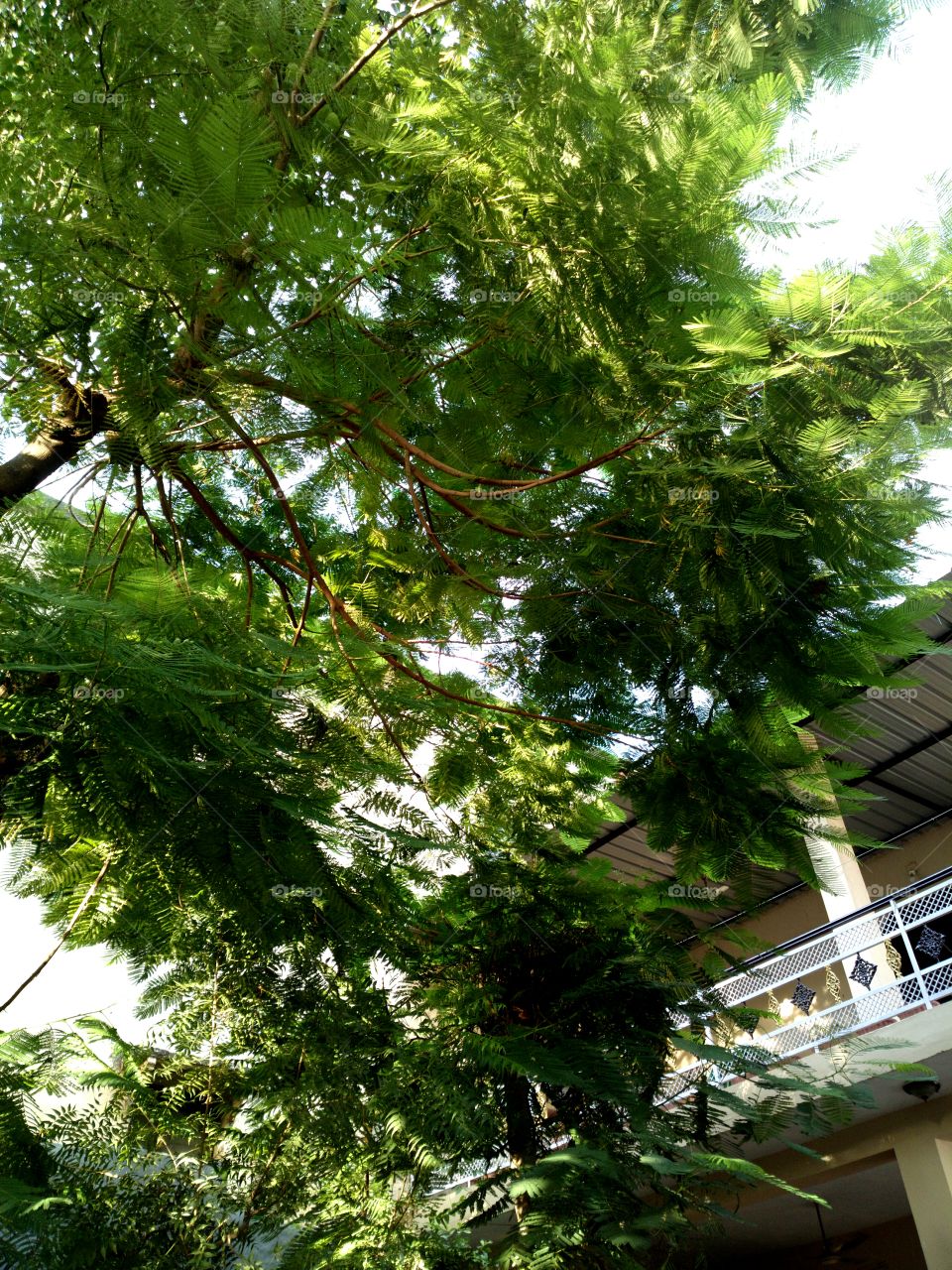 tree canopy