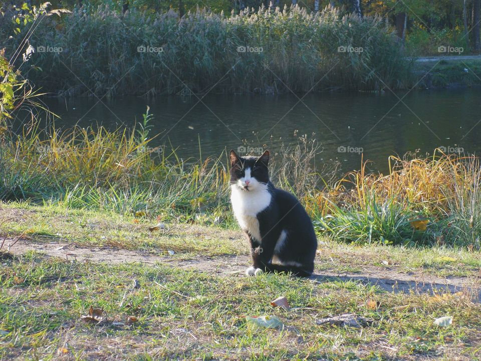 Cat walks on autumn park