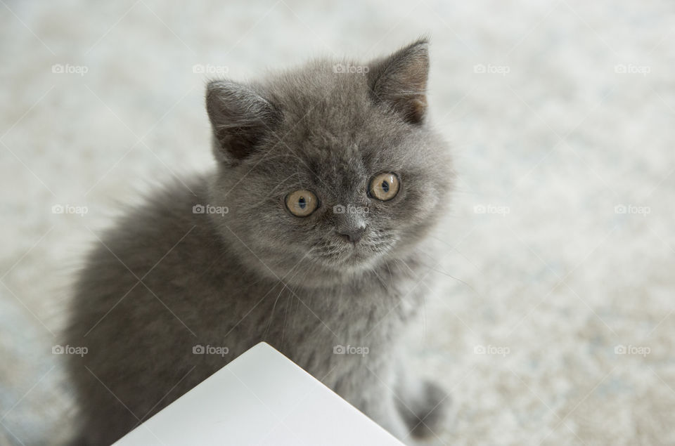 Gray kitten on floor