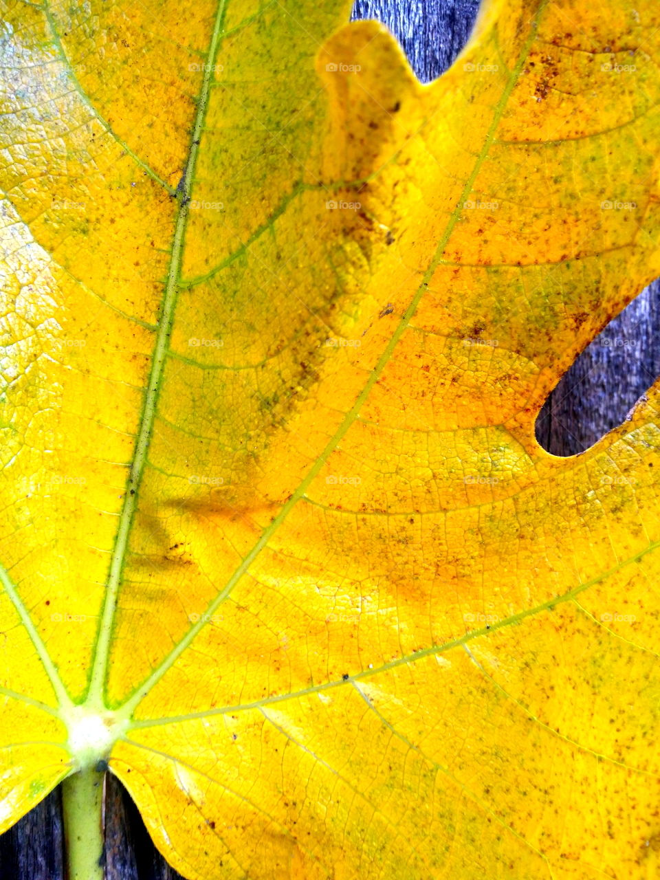 Yellow Fig Leaf