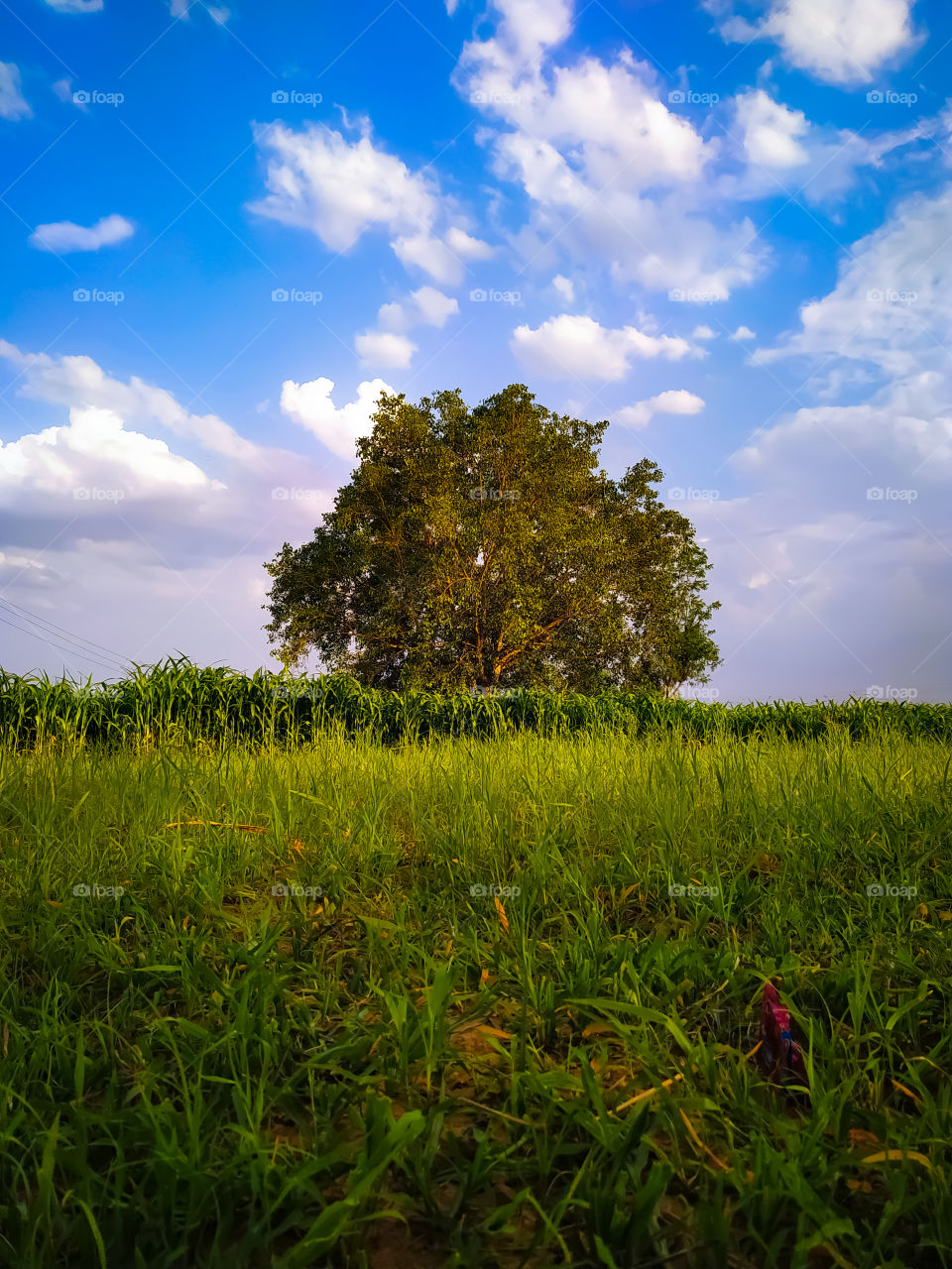 A vertical shot of a lonely tree with blue sky in the background