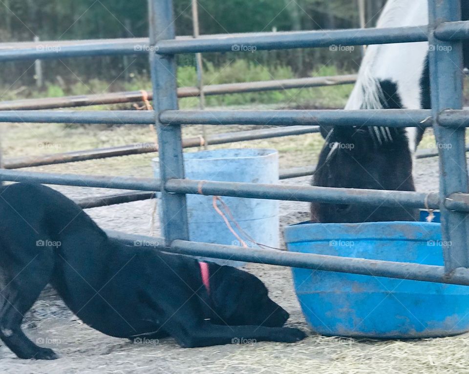 Barnabas the Bull Mastiff mix begging Bella to please spill a little feed in the woods of South Georgia. 