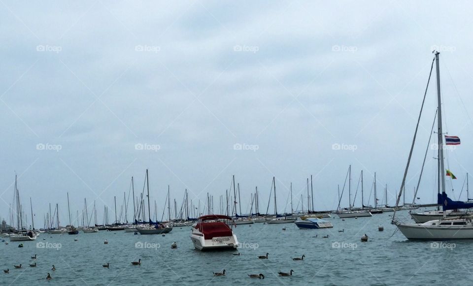 Monroe Harbor Chicago. Monroe Harbor on Lake Michigan , Chicago. Ducks swimming along on a Summer Day.