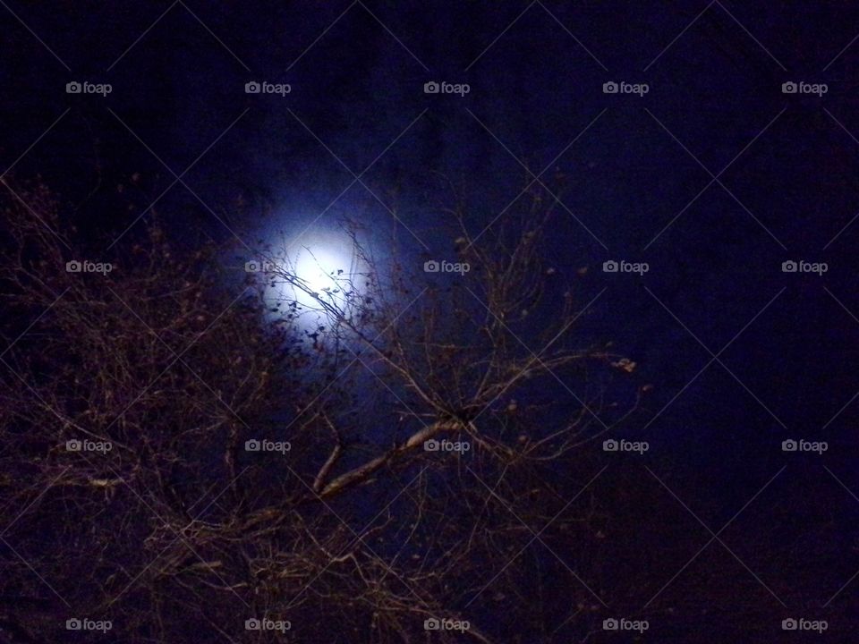 Moon Through Tree Branches, Santa Fe, New Mexico.  Night sky view.