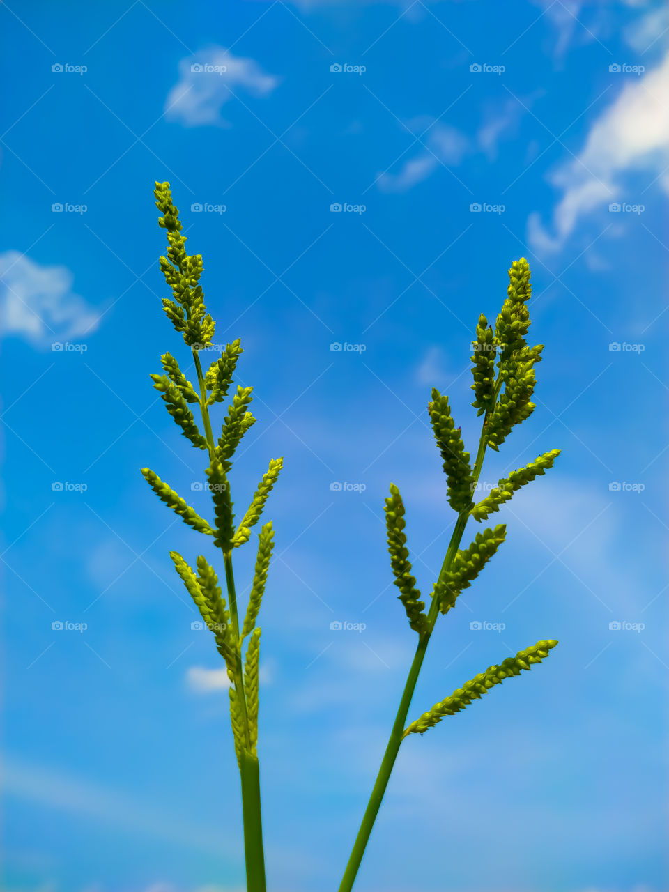 Low angel view of green flowering plants against blue sky