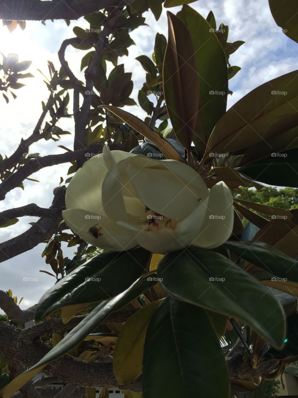 Magnolia Flower Bee. Looking up at a bee in my Magnolia tree