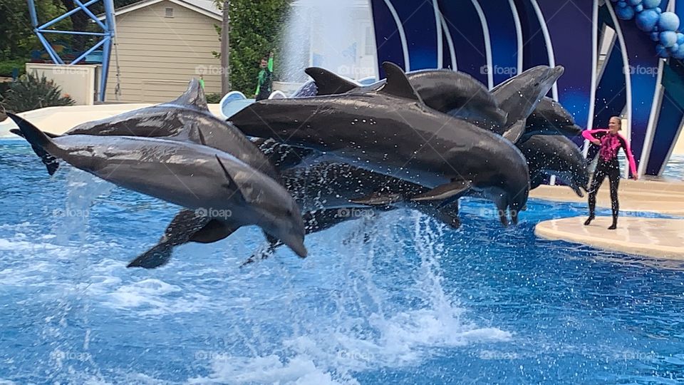 #day1 SeaWorld Orlando August 31, 2019 Join me in the fun @Selsa_Susanna highlights or https://www.facebook.com/selsa.susanna 1700 Celebration Blvd, unit 1019, Celebration, FL 34747