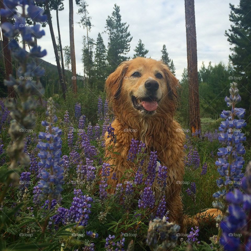 Dog and Lupines