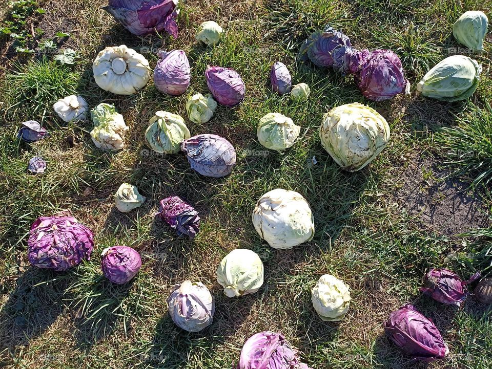 Cabbage