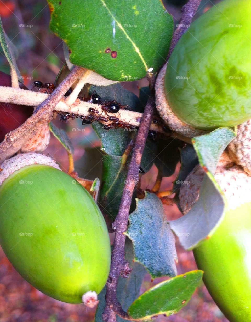 ants hormigas bellotas by solticius