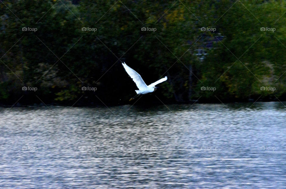 Egret Dusk