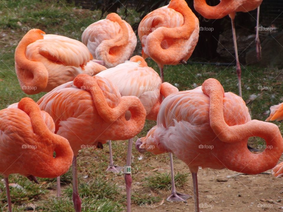 Orange flamingos