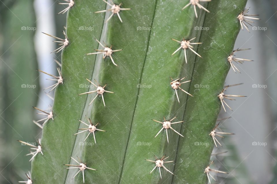 Cactus, Sharp, Spine, Prickly, Desert