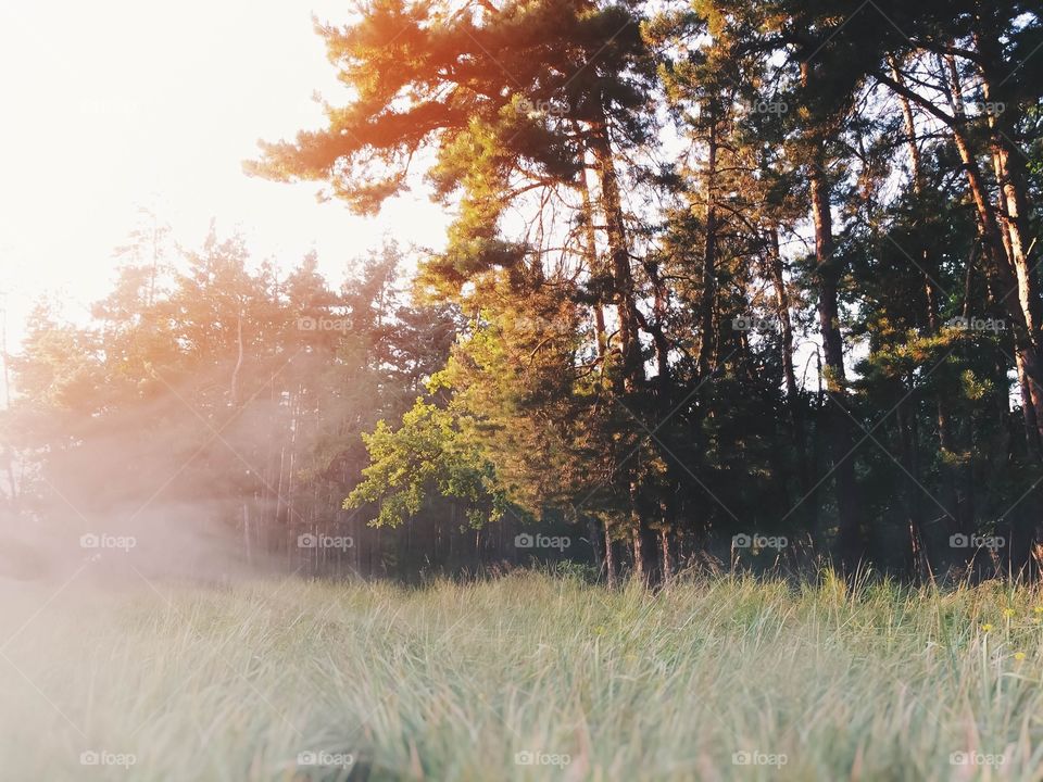 Davn in the forest . This photo was taken in the morning in the forest