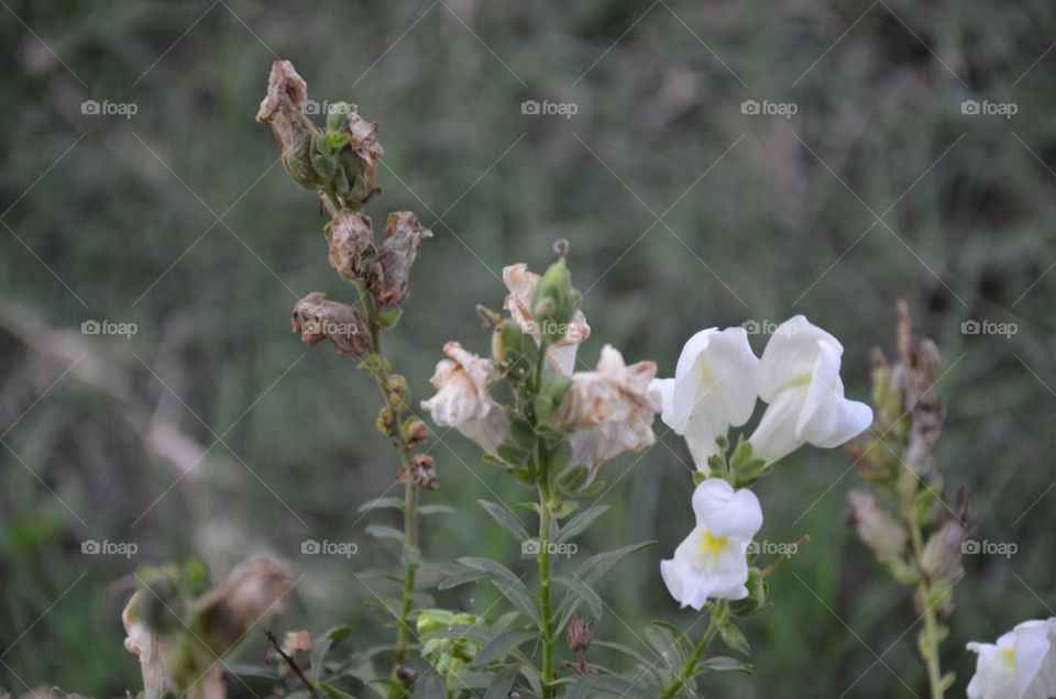 flowers