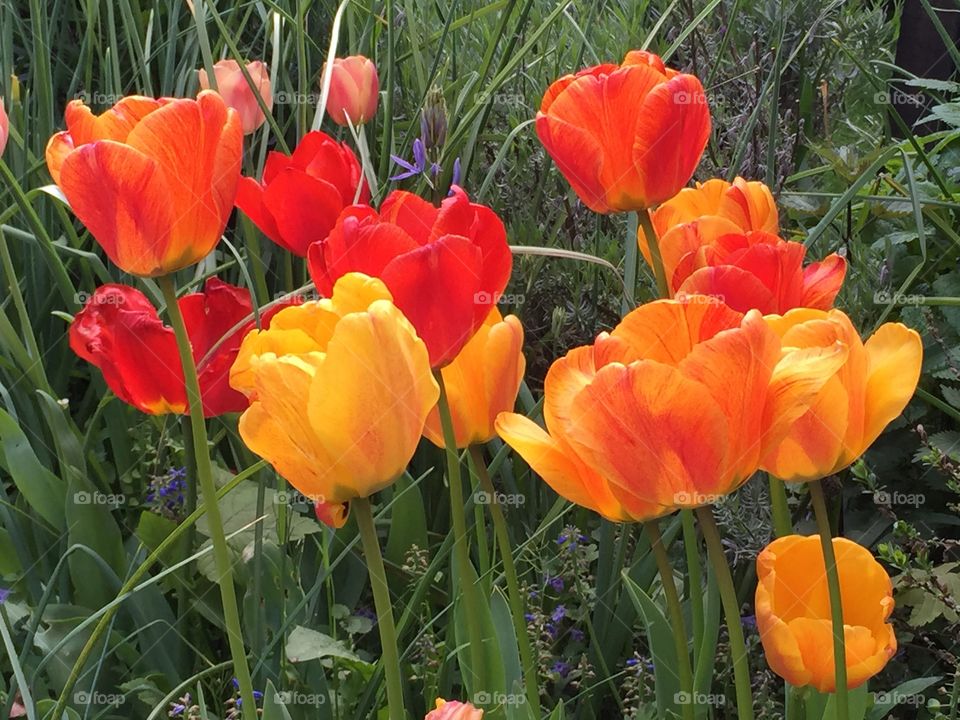 Tulpen Farbe Schönheit Liebe Frühling Romanze Garten selten Blumen Frische Ostern gelb orange rot Komposition Farbspiel 