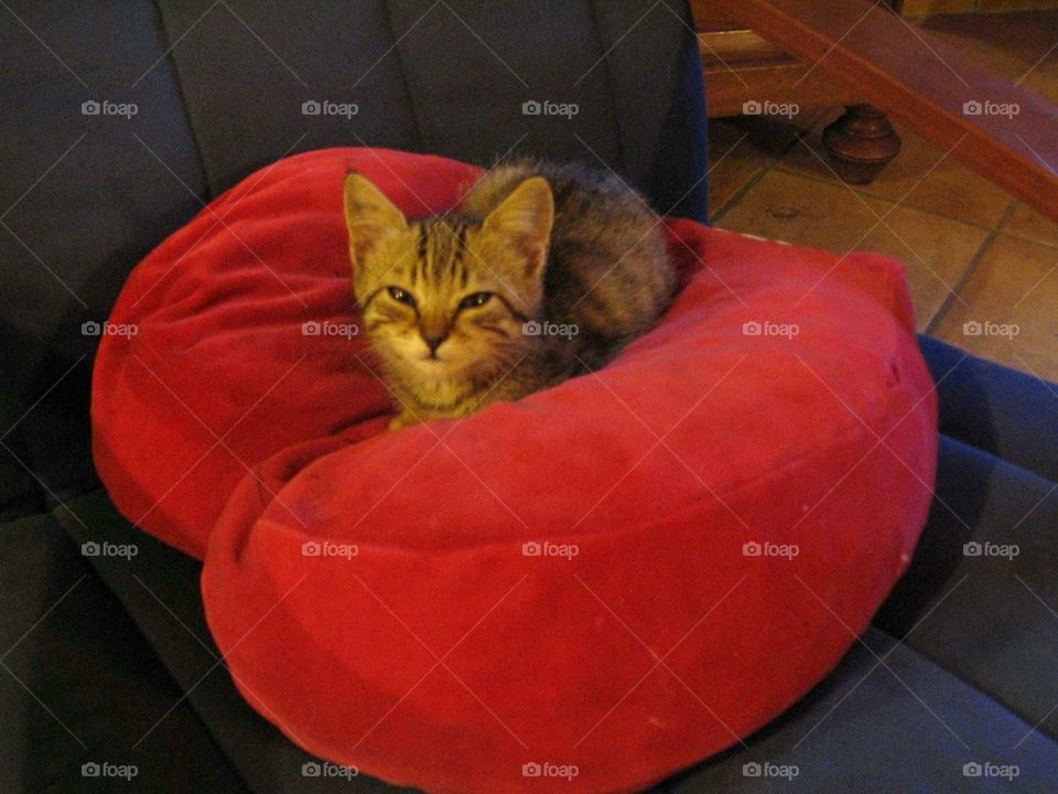 Lovely little cat on a red cushion in interior