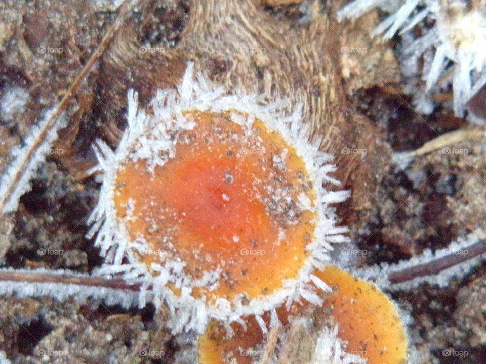 Rauhreif an einem Pilz