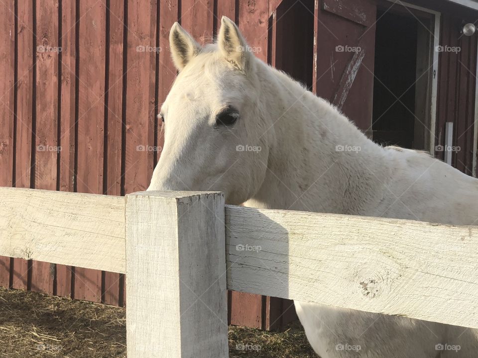 A white on a farm