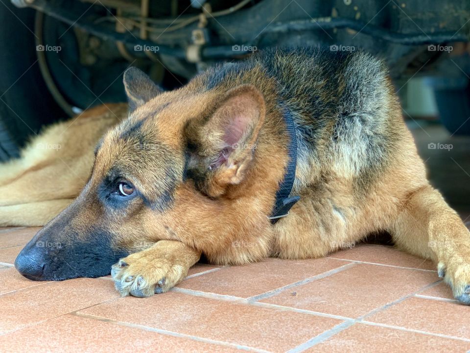 When dog feels boring with human behavior 