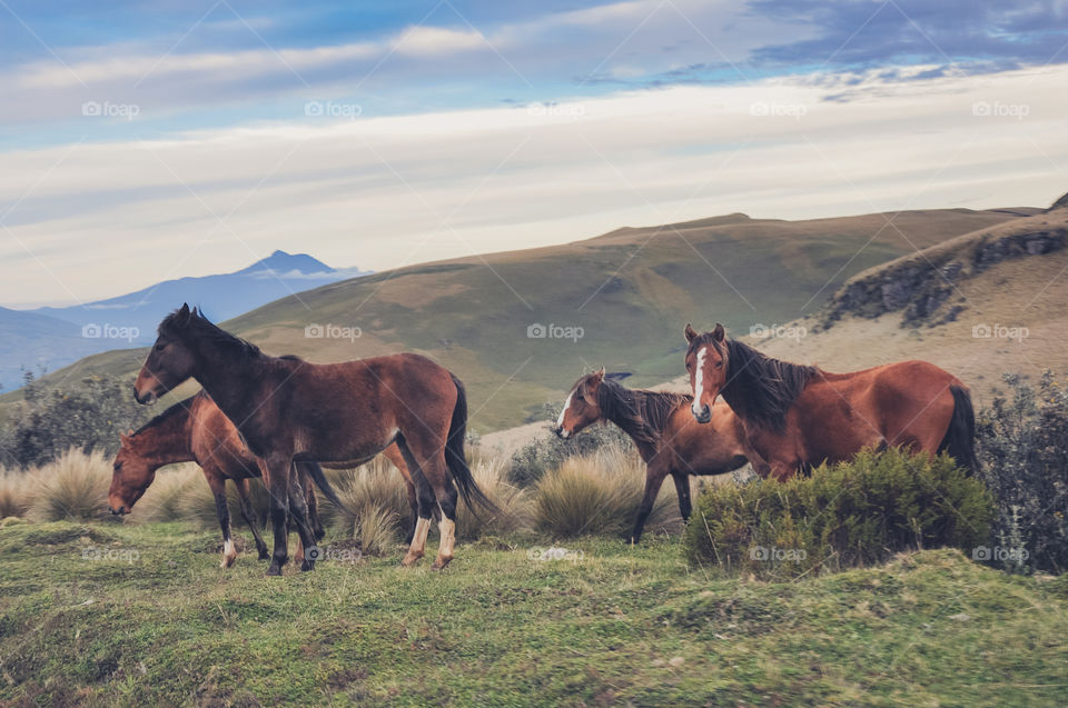 Herd of wild horses on the mountains 