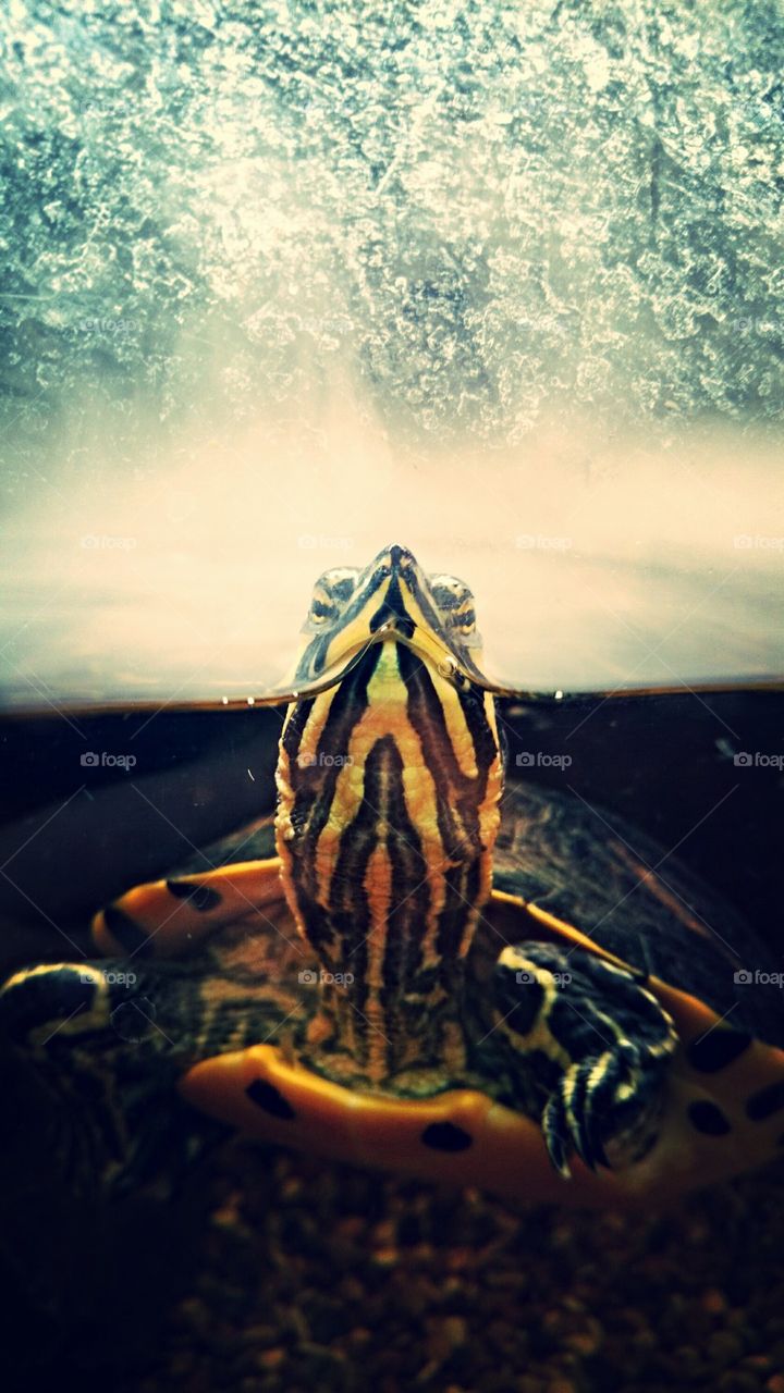 Mcbride turtle